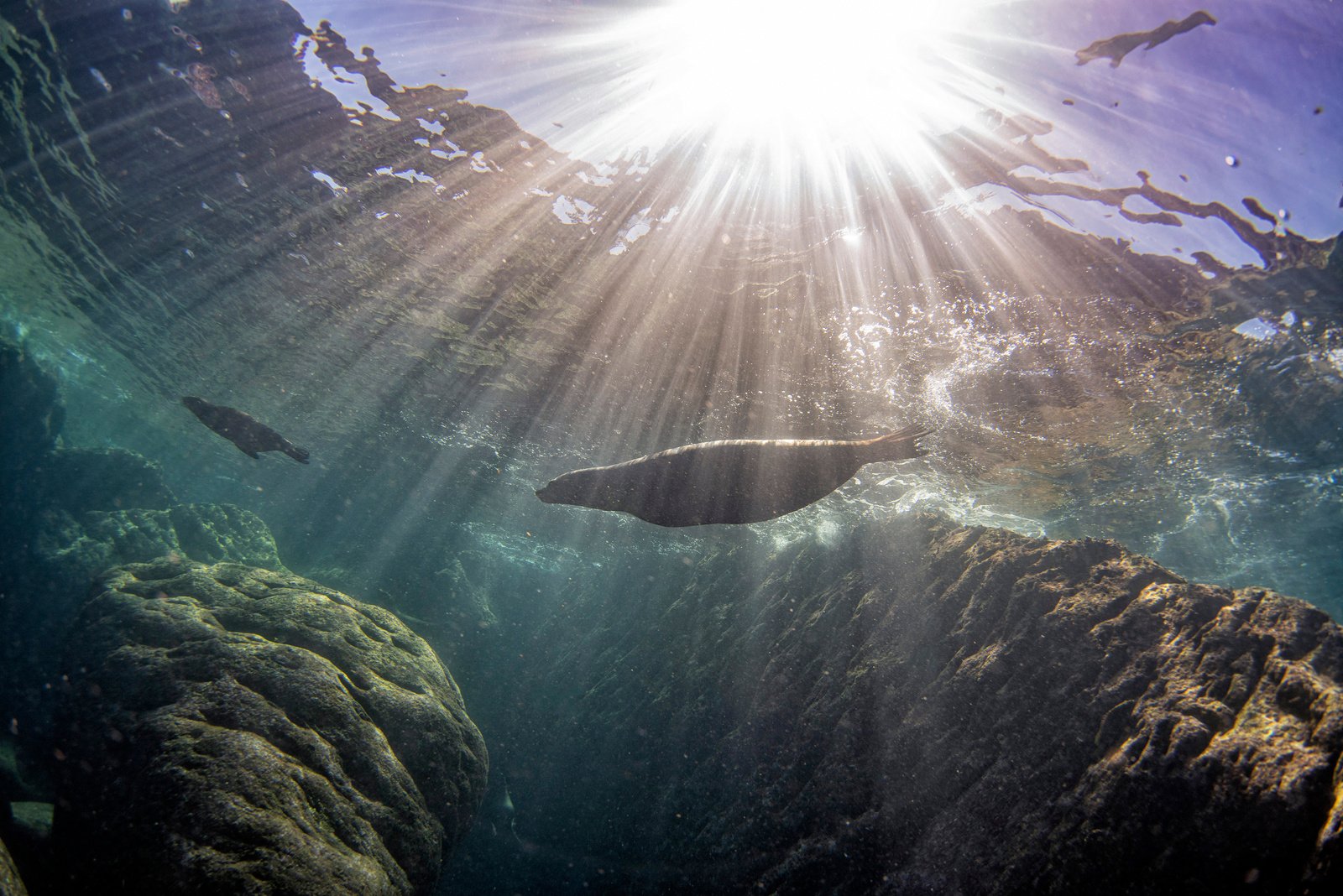 sea lion seal underwater while diving galapagos