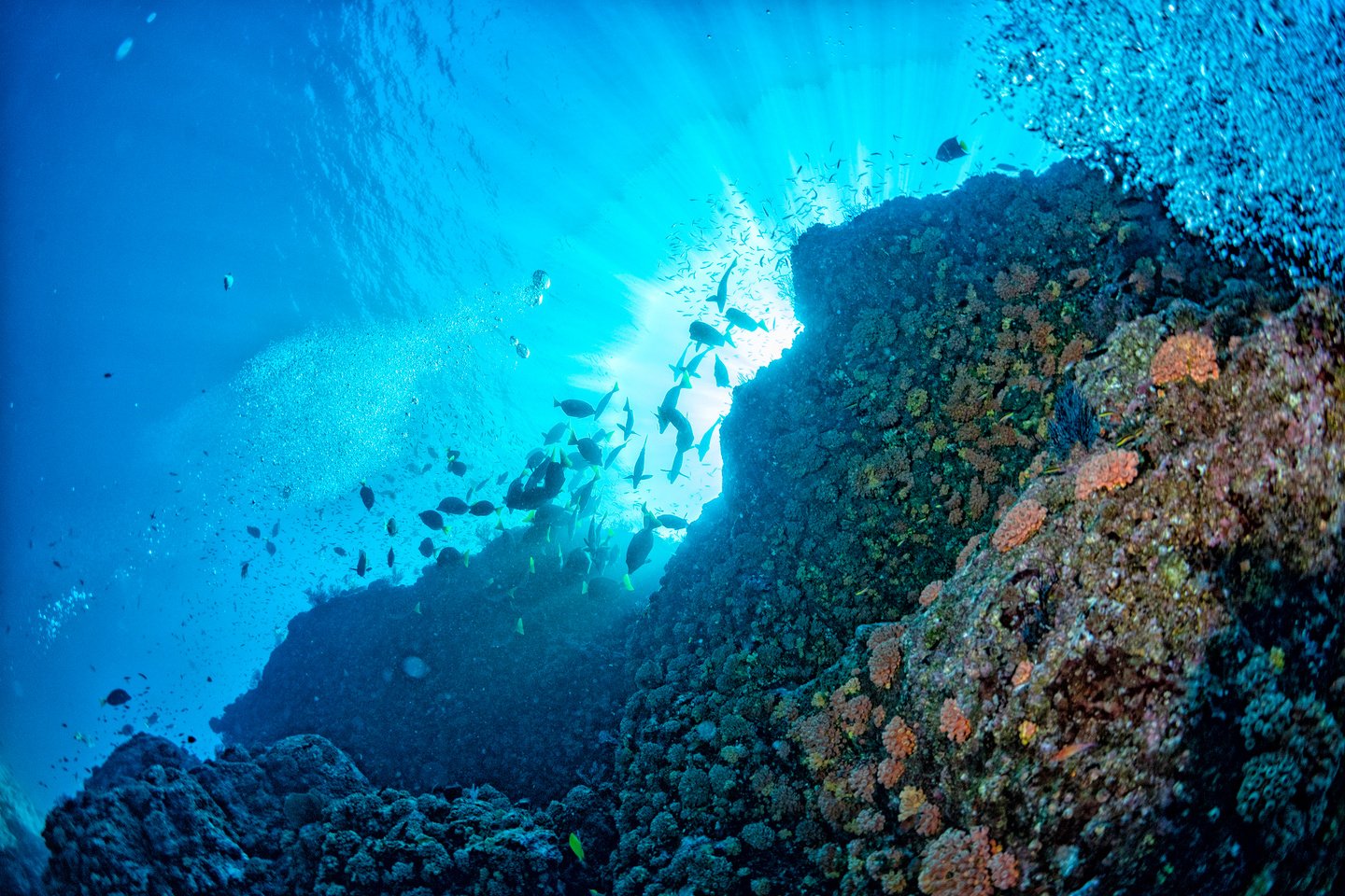 diving in colorful reef underwater in mexico cortez sea cabo pulmo san lucas