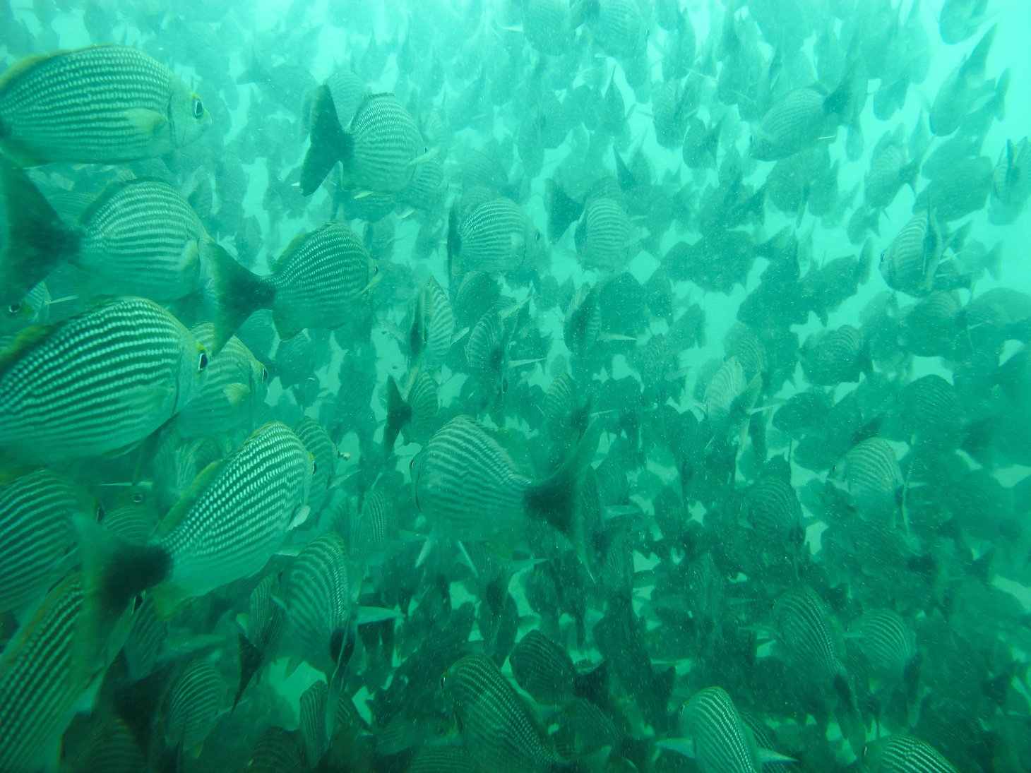 School of Grunts, Cano Island, Costa Rica