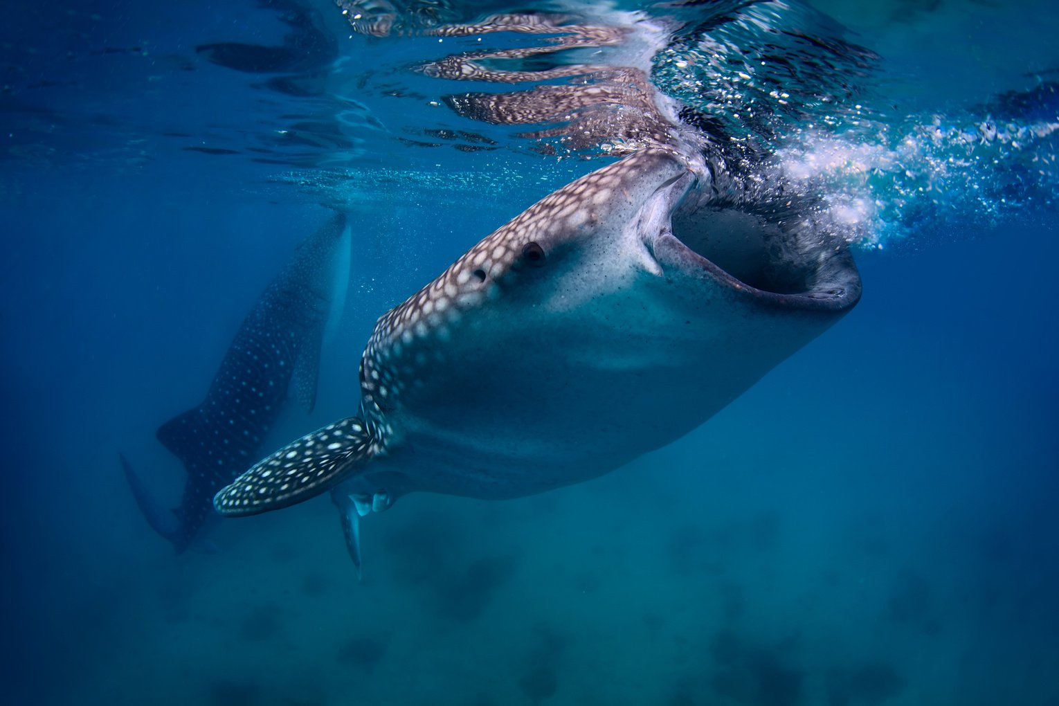 Whale shark