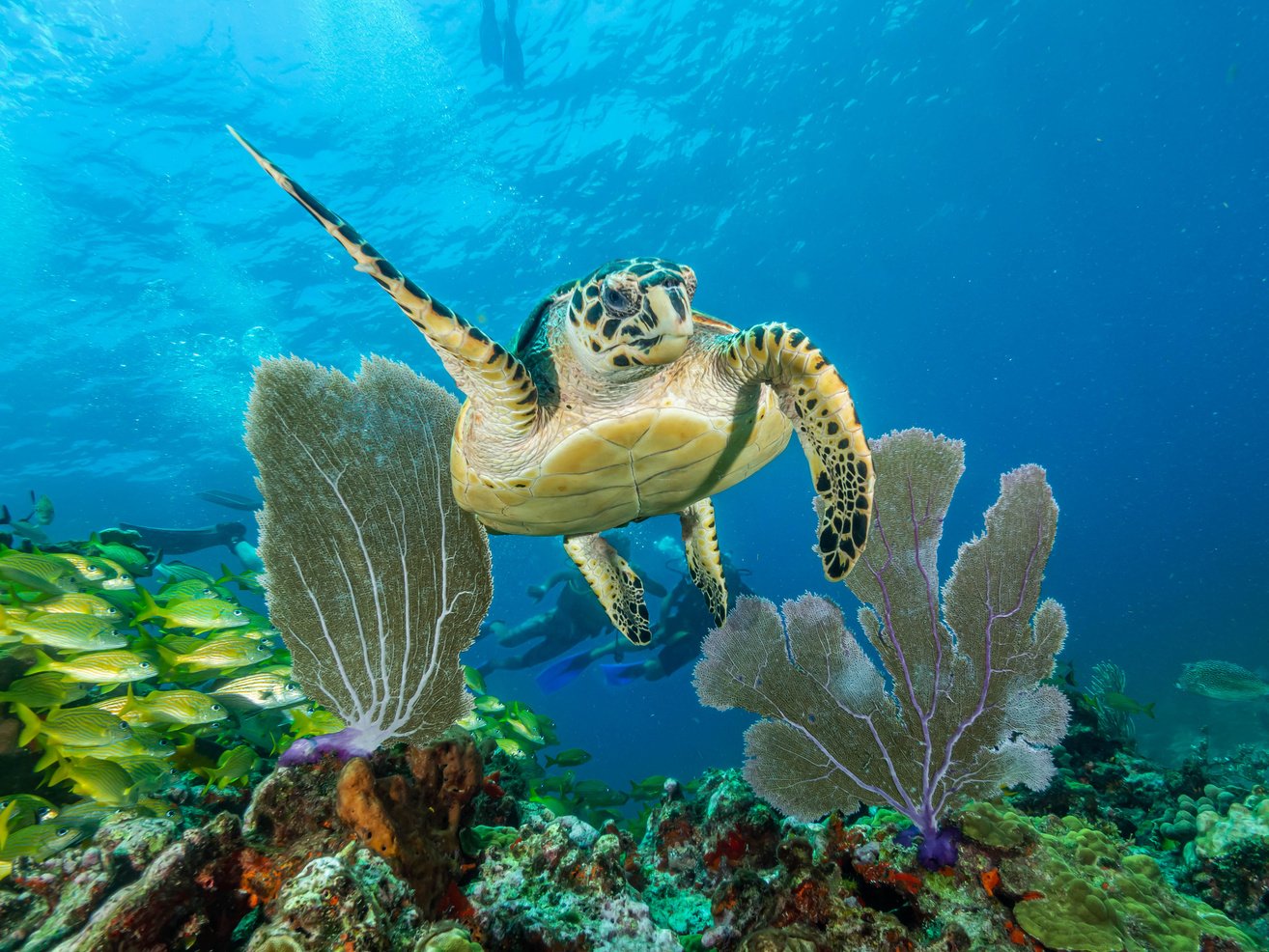 Diving on Isla Mujeres from Cancun