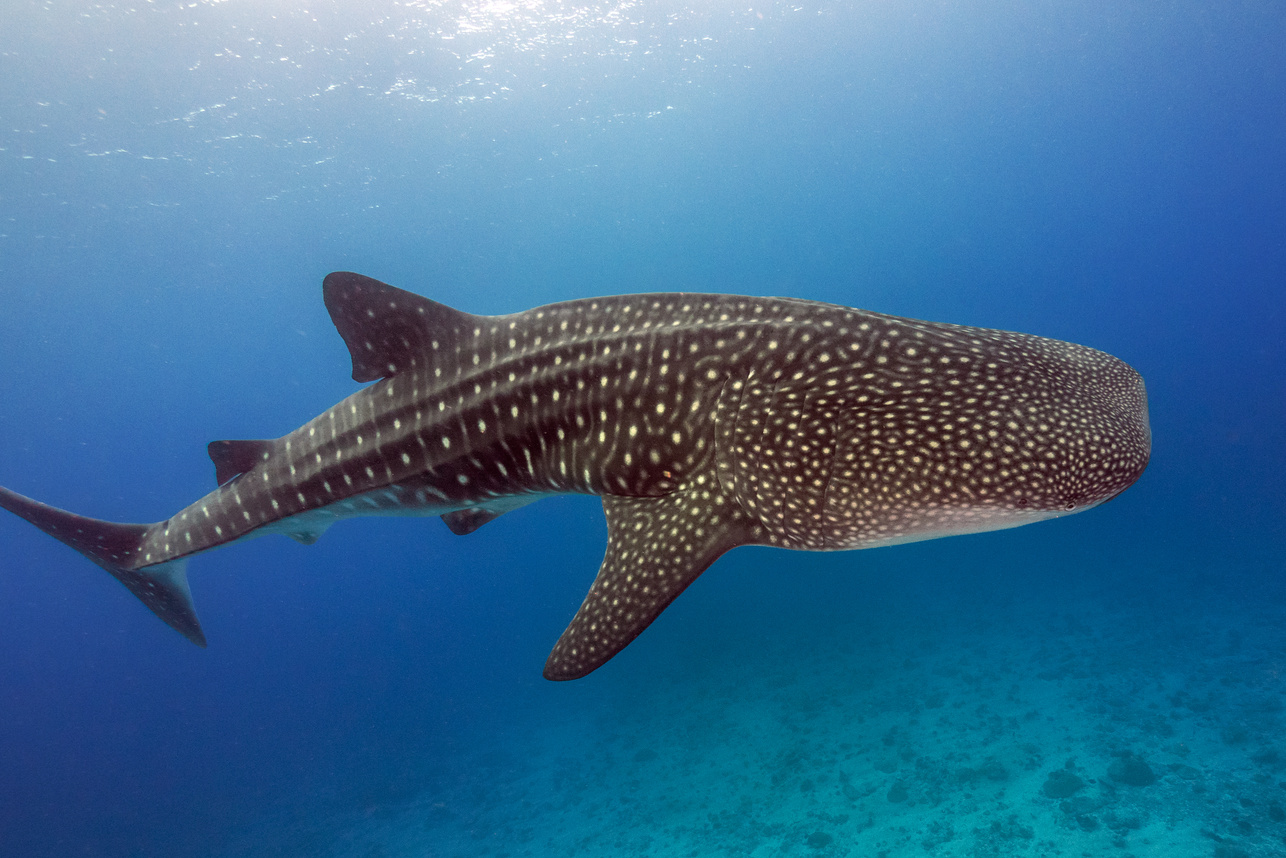 Whale shark